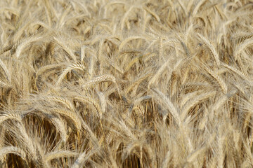 Triticale,  Wintertriticale,  Secale xTriticum