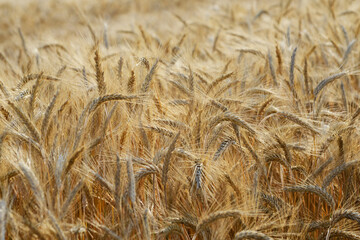 Triticale,  Wintertriticale,  Secale xTriticum
