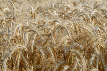 Triticale,  Wintertriticale,  Secale xTriticum