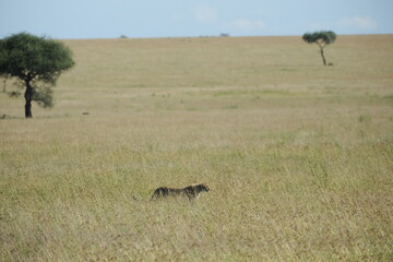 cheetah in serengeti