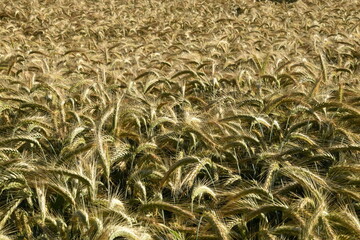 Triticale,  Wintertriticale,  Secale xTriticum