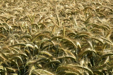 Triticale,  Wintertriticale,  Secale xTriticum