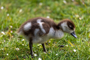 A fluffy brown and white baby duckling walks on vibrant green grass in a natural setting.
