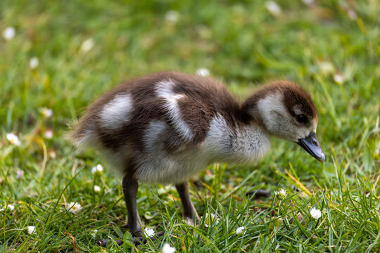 A fluffy brown and white baby duckling walks on vibrant green grass in a natural setting.