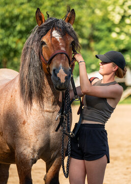 Girl harnesses an ardenes heavyweight at horse farm. Scene of rural life with large harness horse, working with animals, traditional farming