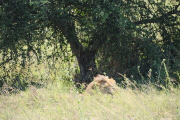 Lion