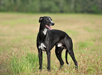 Elegant black Whippet dog