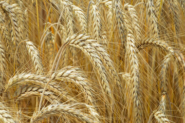 Triticale,  Wintertriticale,  Secale xTriticum