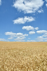 Naklejka premium Triticale, Wintertriticale, Secale xTriticum