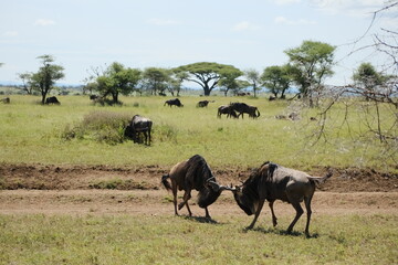 herd of wildebeest fighting