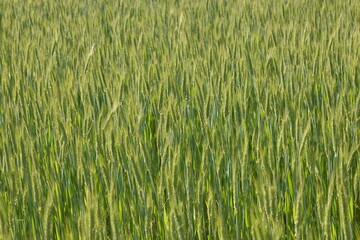 Triticale,  Wintertriticale,  Secale xTriticum