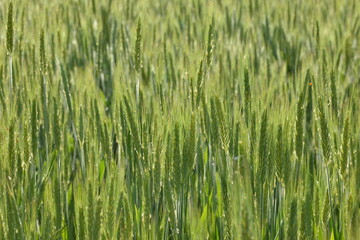 Triticale,  Wintertriticale,  Secale xTriticum
