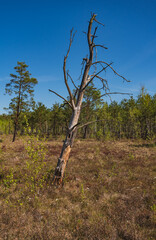 landscape with a withered tree growing on a transitional peat bog in Poland