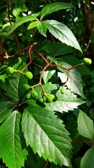 Small blue flowers blooming in lush green grass during spring  