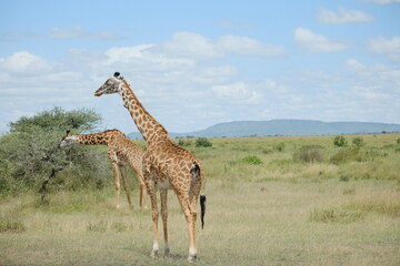 giraffe in the serengeti