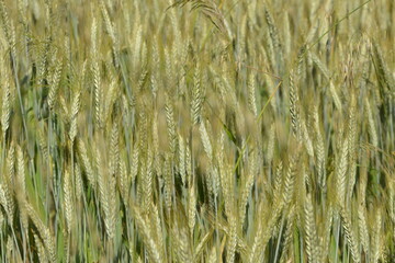 Triticale,  Wintertriticale,  Secale xTriticum