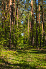 Landscape along a green grassy road through the forest at the beginning of spring