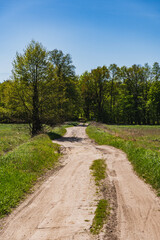 Landscape with a sandy road running among the trees