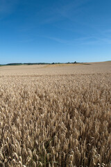 Triticale,  Wintertriticale,  Secale xTriticum