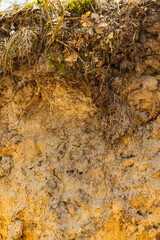 close-up on top layers of podzolic soil