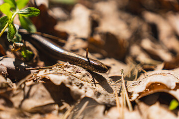 close-up on a blindworm on the ground in early spring