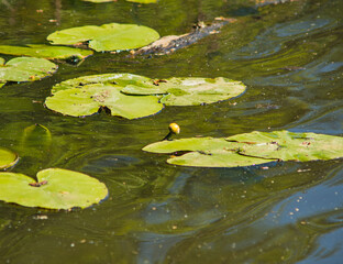 close-up of a yellow water lily growing on the surface of the lake