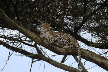 leopard in tree