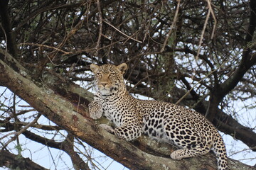 leopard in tree