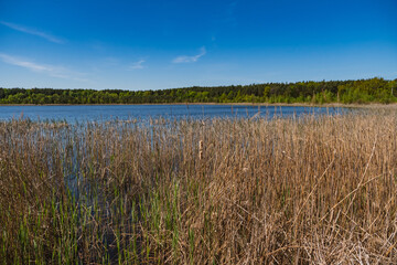 Obraz premium natural landscape of the lake shore overgrown with reeds
