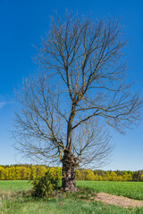 landscape with a single withered tree with no leaves