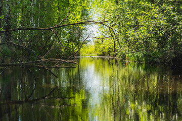 Fototapeta premium Reflection in the water of plants growing here on the bank of a small pond