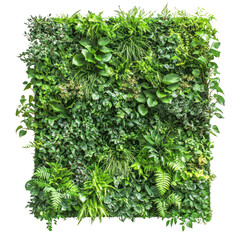 Naklejka premium A green wall in an urban space with a variety of lush plants, including climbing vines and small shrubs. isolate on transparent background