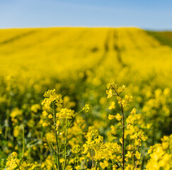 Fields of yellow rapeseed in early spring under a blue sky