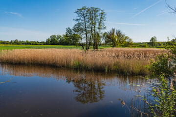 Reflection in the water of plants growing here on the bank of a small pond