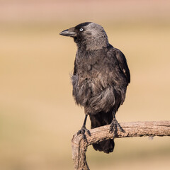 Jackdaw perched on Branch
