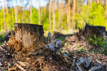 The trunk of a felled tree against the backdrop of a growing forest
