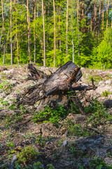 The trunk of a felled tree against the backdrop of a growing forest
