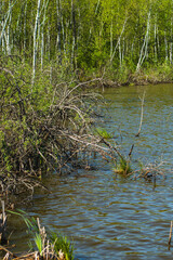 Landscape with a shore of dystrophic lake obradowskie in lubelskie voivodship in Poland