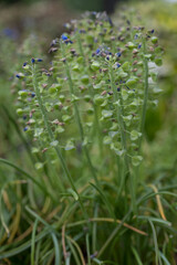 Faded grape hyacinth (Muscari) flower with green seed capsules on the plant in a garden. 
