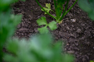 Fresh green celery leaves growing in soil in a garden. 
