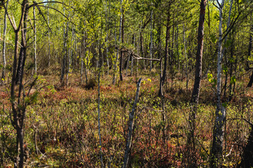 landscape with low forest overgrowing a transitional peat bog in Poland