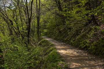 Shaded Forest Trail Winding Through Lush Spring Greenery