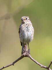 Boompieper, Tree Pipit, Anthus trivialis