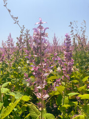 Close up view of the blooming sage creates a soft purple carpet. Concept of the herbal use, sustainable land, and soothing plant beauty.