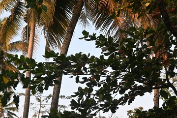  tree in barcelona spain