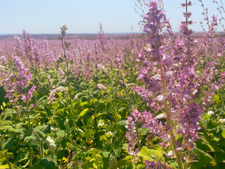 Herbal sage blossoms in rural bloom. The concept of the floral harmony, healing nature, and quietude.