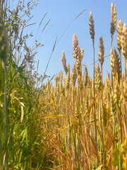 Wheat grain close-up with sky backdrop. Concept of the land cultivation, rural heritage, and food...