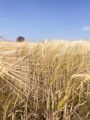 Crop landscape under clear blue sky. The concept of the nature’s cycle, global farming, and food sustainability.