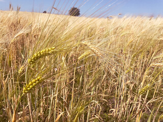 Golden spikes covering farmland. Concept of the food harvest, climate influence, and rural resilience.