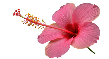 Isolated Pink Hibiscus Flower © Niklas